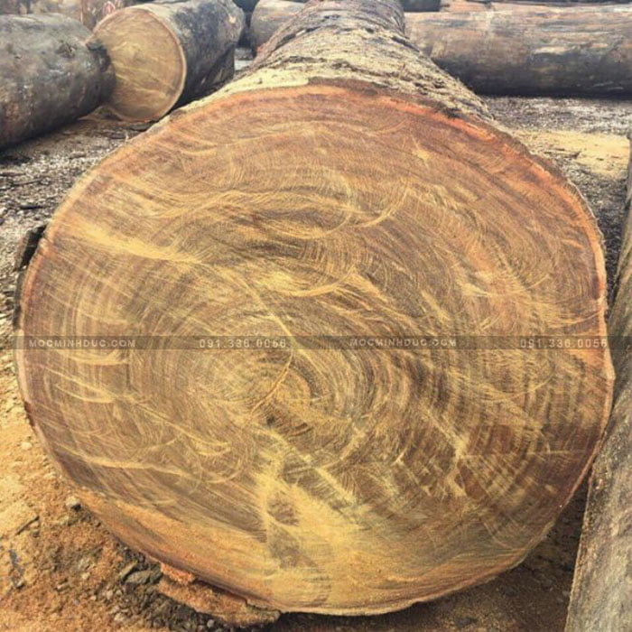 Thân cây gỗ Lim