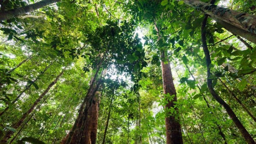 Rừng nhiệt đới là nơi sinh sống của gỗ gụ