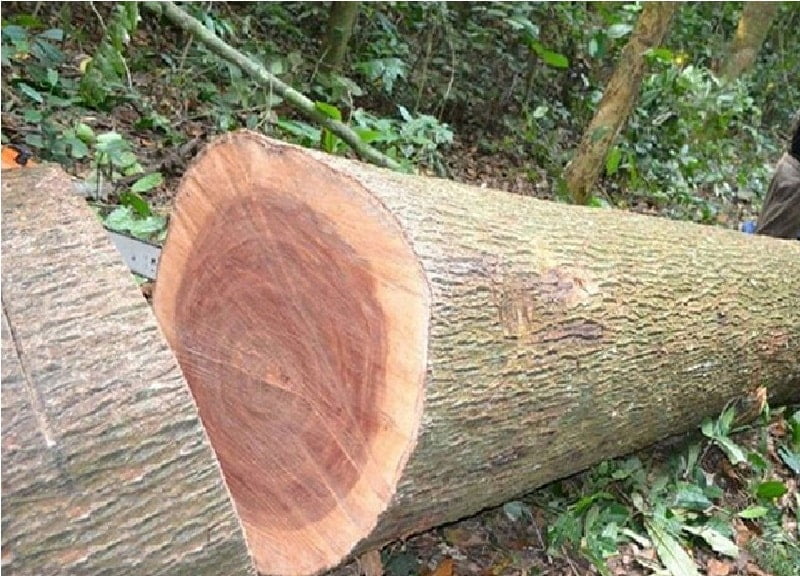 Loại gỗ Xoan Đào tại Việt Nam