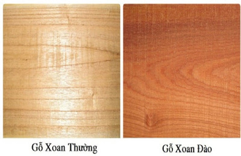 Sự khác biệt giữa gỗ xoan thường và xoan đào
