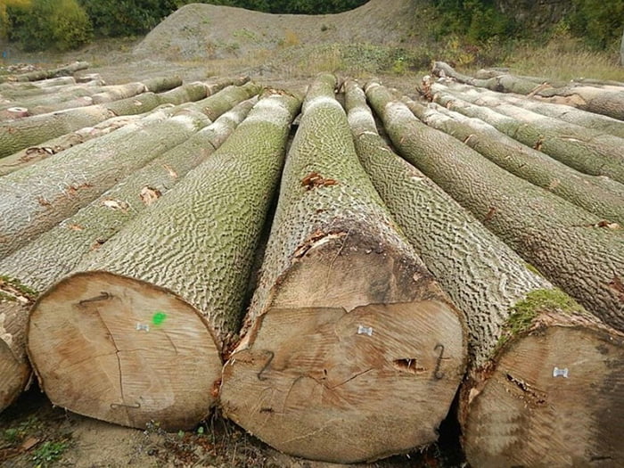 Giá gỗ tần bì