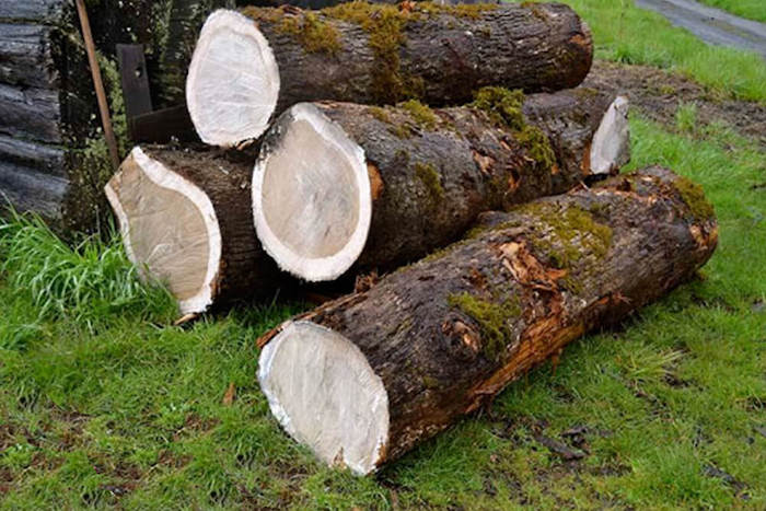 Ưu nhược điểm của gỗ sồi cho bạn tham khảo